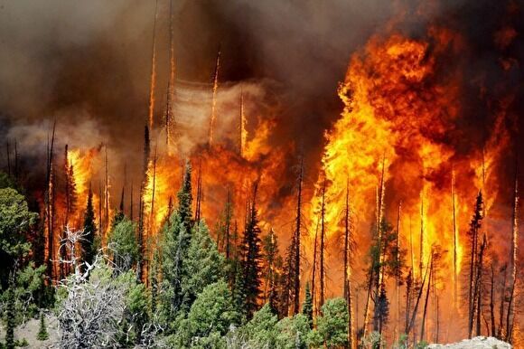 Лесные пожары лишают Россию промыслового леса