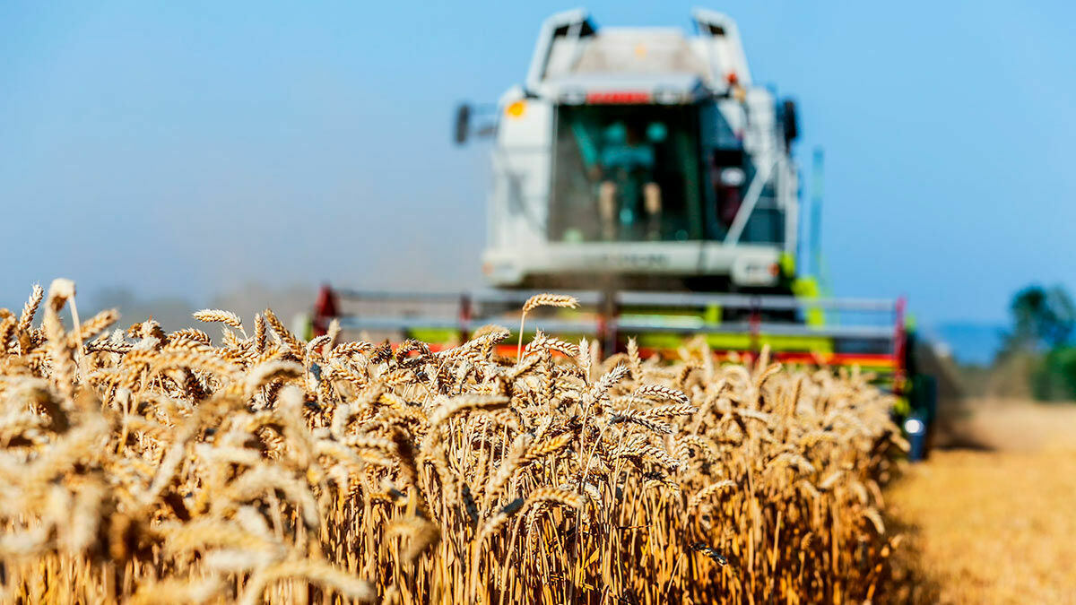 Россия планирует поставить до 30 млн тонн зерна на мировой рынок