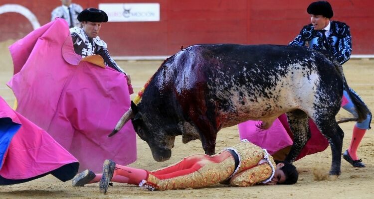 В Испании впервые за последние 30 лет бык убил тореадора