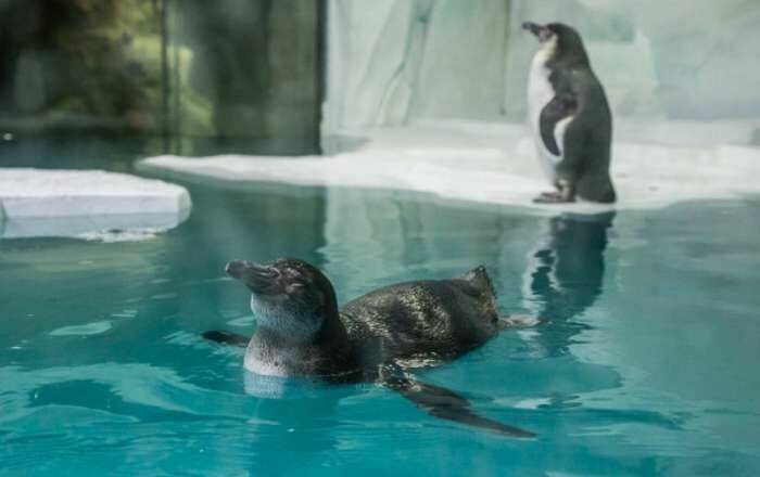 Из-за закрытия океанариума в Казани может погибнуть 3000 животных