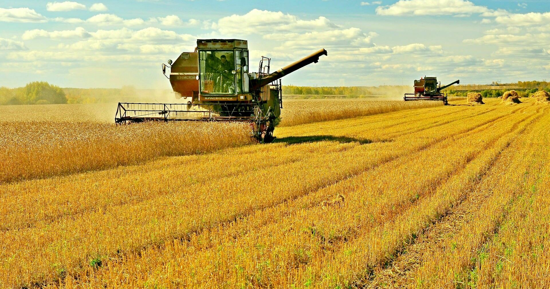 Россия смогла то, что не смог СССР: урожайность зерновых в 2020 году бьет все рекорды