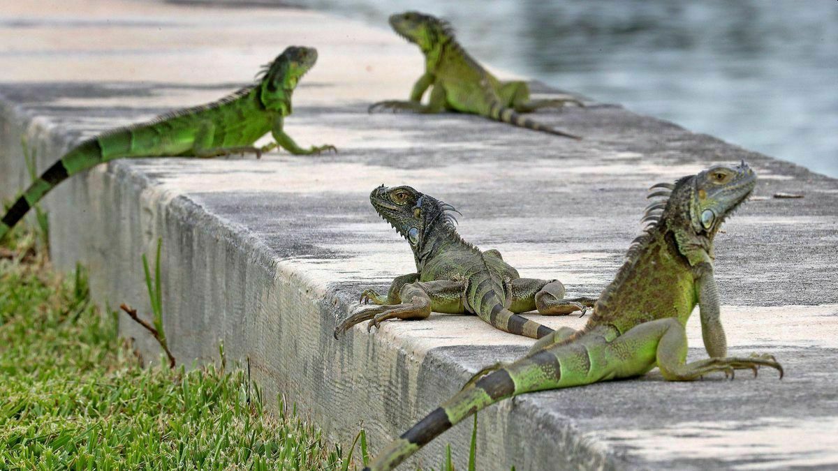 Во Флориде поощряют отстрел игуан, варанов и анаконд