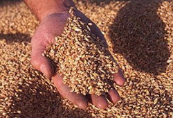 Сегодня в России вступает в силу эмбарго на экспорт зерна