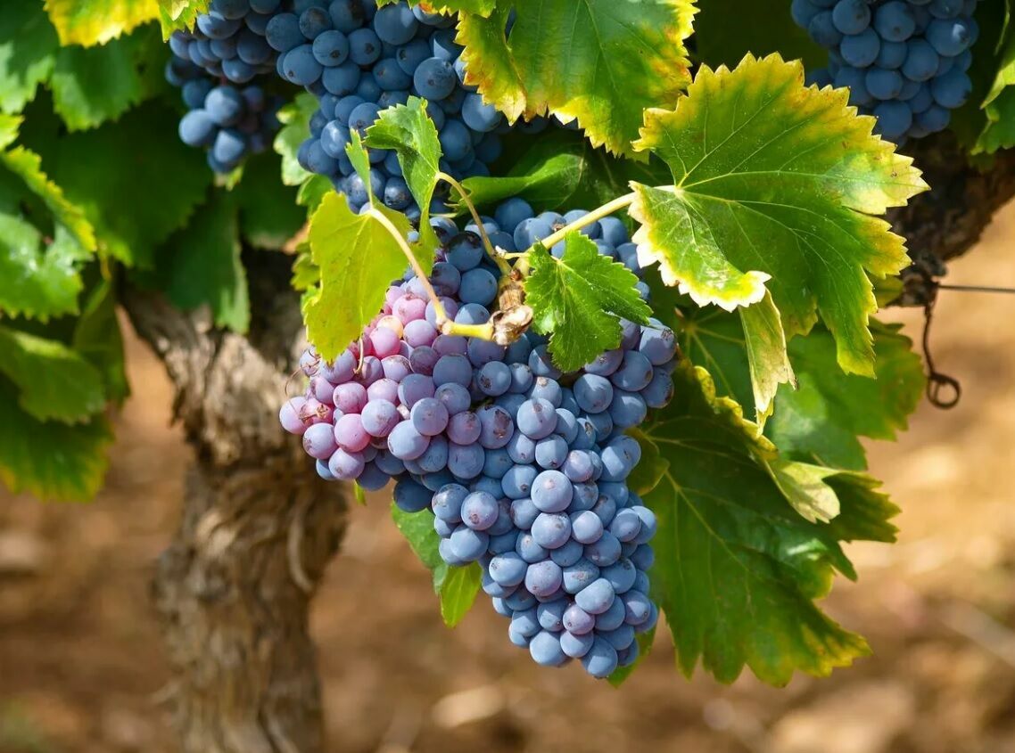 В Роскачестве спрогнозировали рост цен на виноград как минимум на 30%