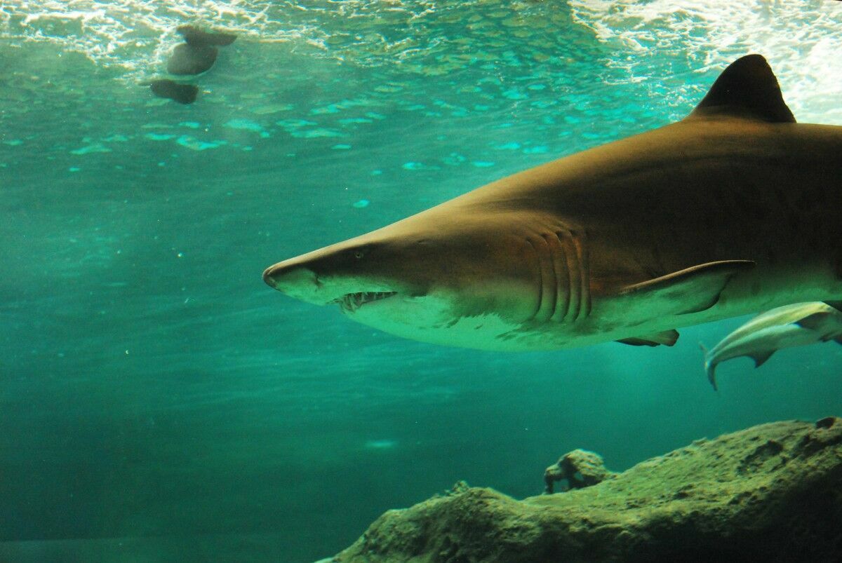 В Египте ученые выясняют причины нападения акулы на отдыхающих