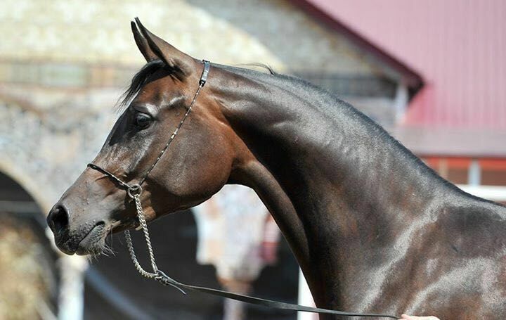 Конезавод на Ставрополье отказался продать лошадь покупателям в ОАЭ