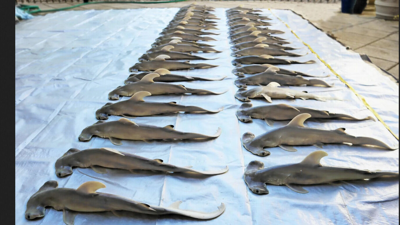 Экологи ищут причины смерти 4-метровой акулы, беременной 40 детенышами