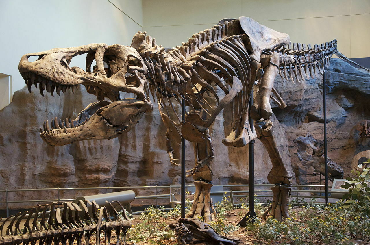 Коллекционер выставил настоящий скелет тираннозавра на eBay