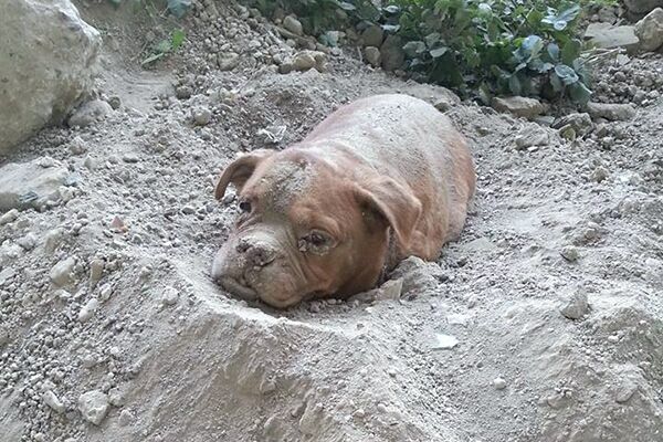 Житель Франции спас похороненного заживо пса