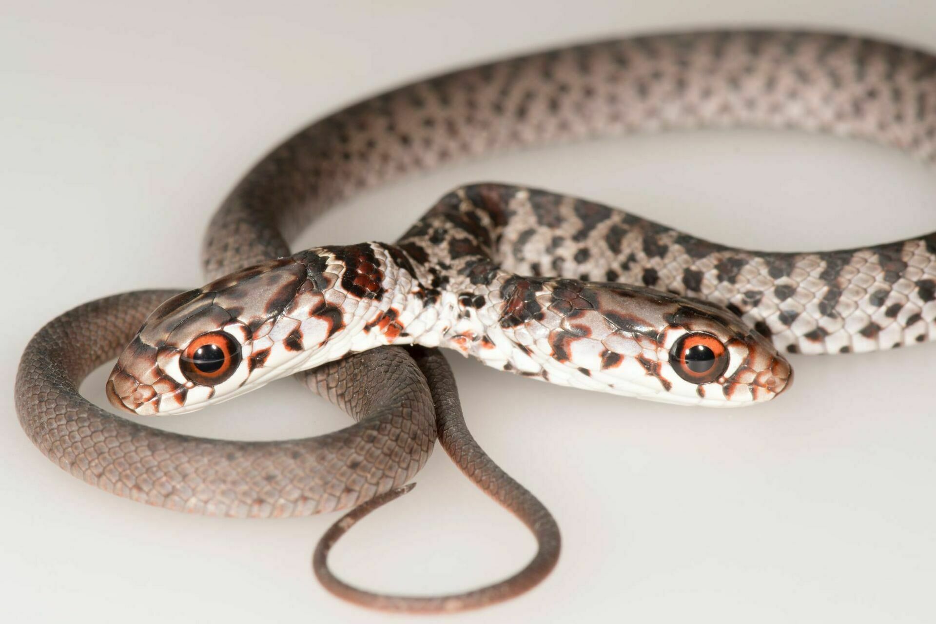Две пасти на один желудок: во Флориде обнаружили двухголовую змею