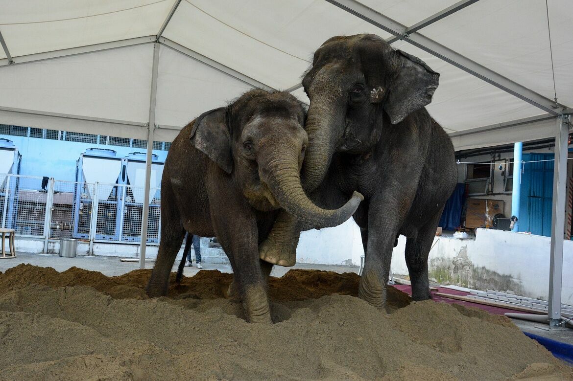 Сочинцы подарили десять грузовиков песка цирковым слонам