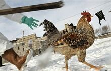 В Приморье вспышка птичьего гриппа: введен карантин
