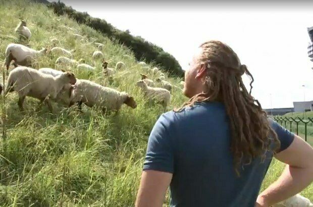 В аэропорту Брюсселя живые овцы заменят газонокосильщиков