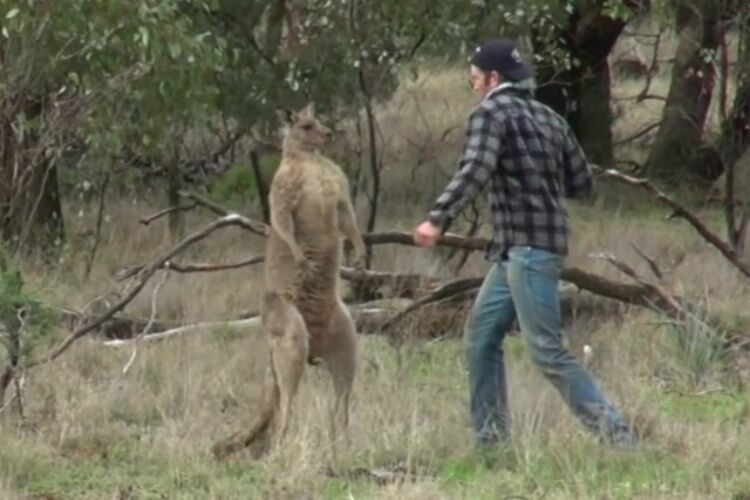 Австралиец побил кенгуру, спасая свою собаку