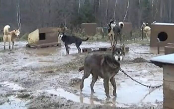 В Москве приостановили работу парка ездовых собак