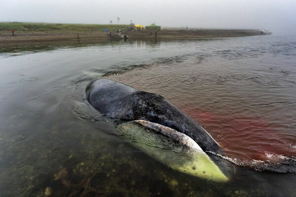 Застрявший в русле реки гренландский кит с приливом ушёл в море