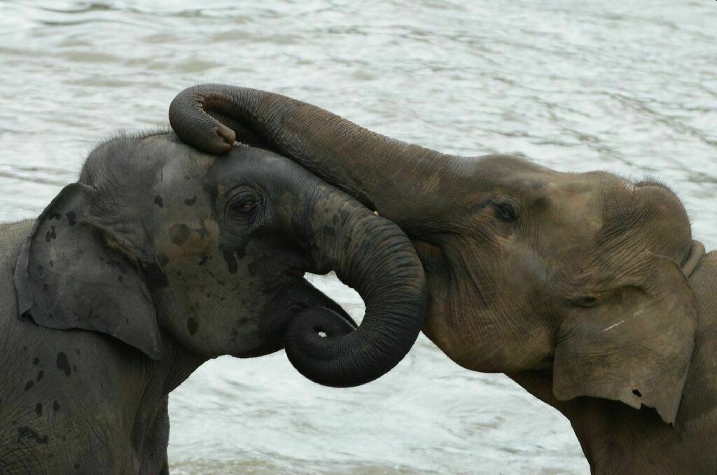 Ради жизни слонов Шри-Ланка запрещает ввоз на остров любого пластика