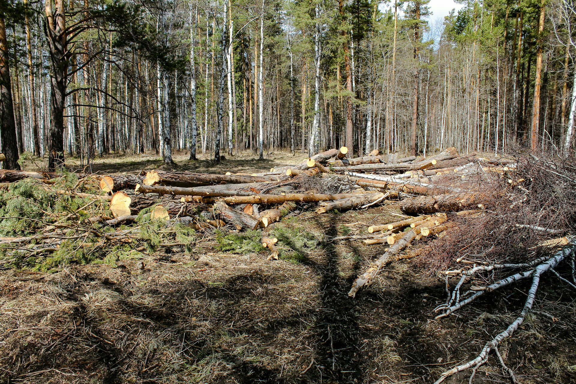 Пожары служат прикрытием для незаконных вырубок лесов в Сибири и на Дальнем Востоке