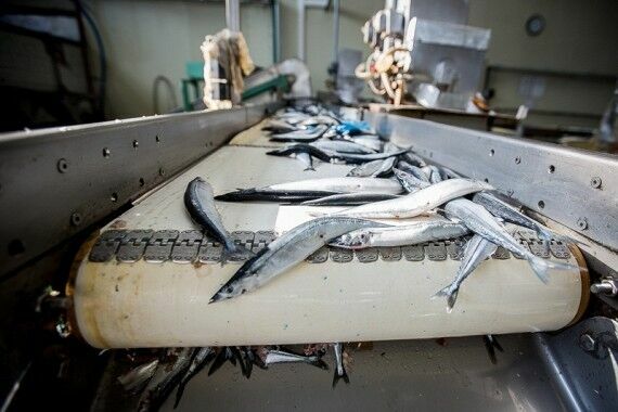 Власти Сахалина погасили долги перед работниками рыбокомбината на Шикотане