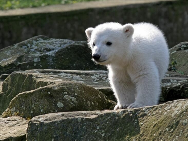 Белого медвежонка Нику доставили в Москву военной авиацией