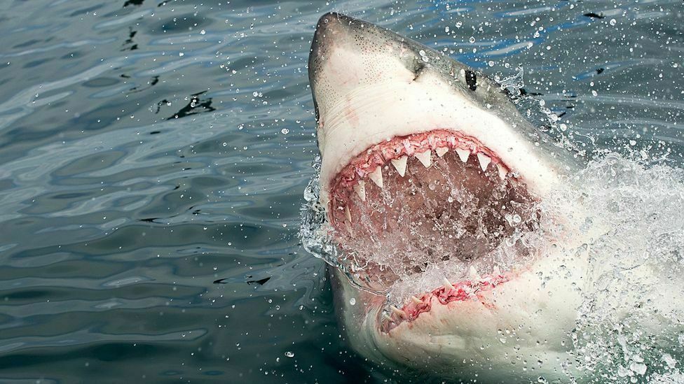 Почему акулы нападают на людей: гипотеза австралийских ученых