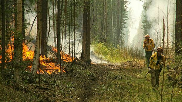 Ущерб от лесных пожаров с начала года оценили в семь миллиардов рублей