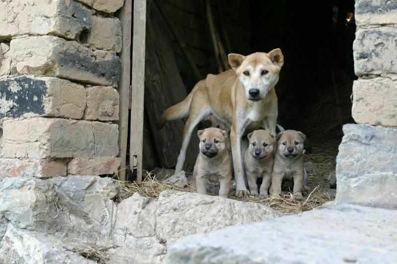 В Госдуму поступил законопроект, регулирующий строительство приютов для животных