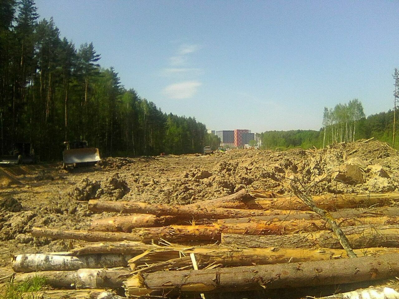 Ульяновский лес вырубают рекордными темпами 