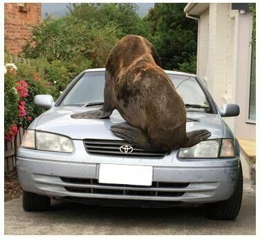 В Австралии 200-килограммовый тюлень забирался на автомобили