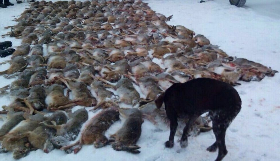 Под шумок пандемии: в России готовится фактическая легализация браконьерства