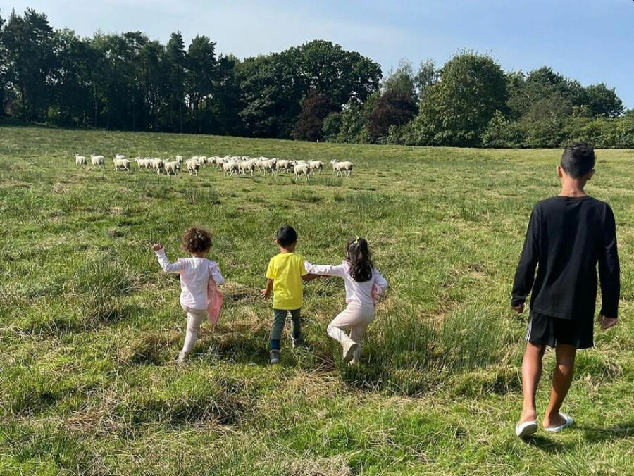 Роналду, его дети и чеширские овцы