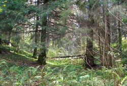 Комитет лесного хозяйства Подмосковья заступился за Сходненский лес