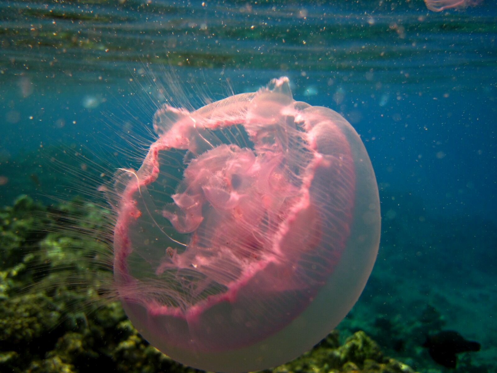 Черноморских медуз пустят на суши