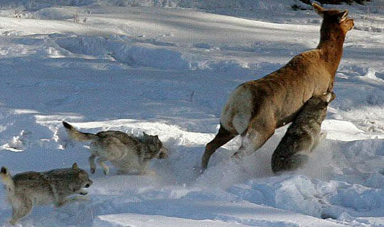 Убили собак - пришли волки. Почему в стране расплодились серые хищники