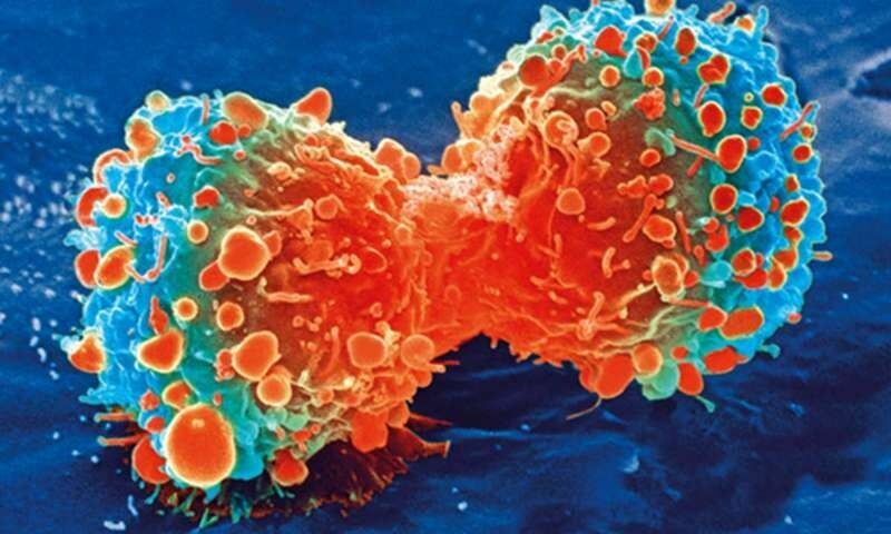 Раковая клетка в процессе деления