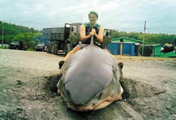 Сообщение о поимке акулы в Приморье – вымысел местной газеты