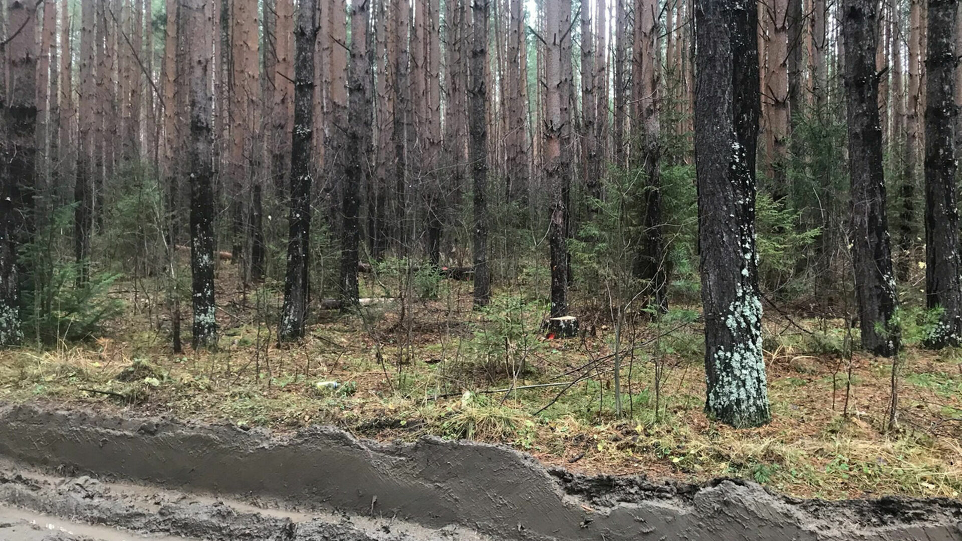 Леса в России уничтожаются быстрее, чем восстанавливаются