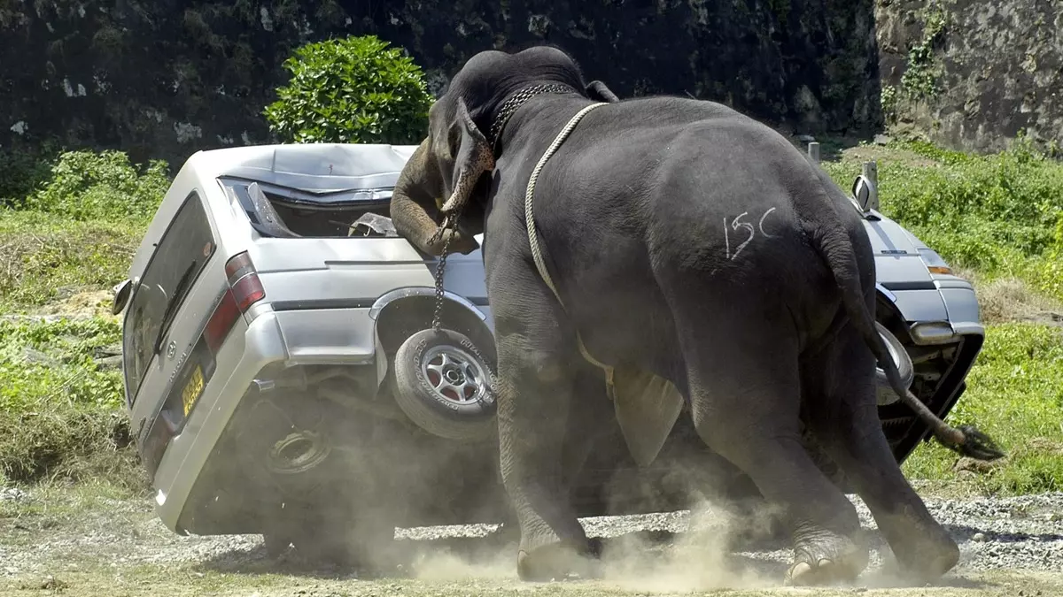 Слон атакует любителей сафари