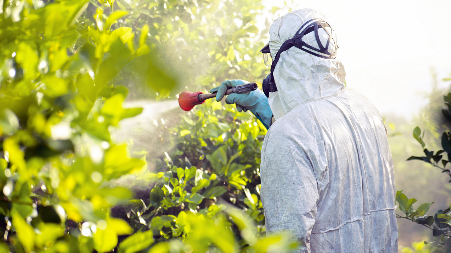 За 10 лет в европейских в овощах и фруктах резко выросло количество пестицидов