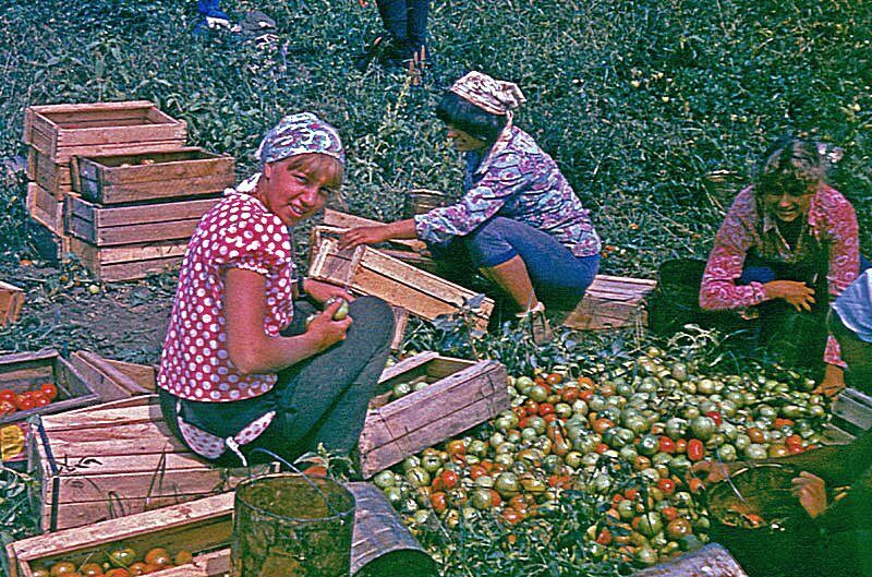 Всесоюзная битва за помидоры: чем запомнился август 1978 года
