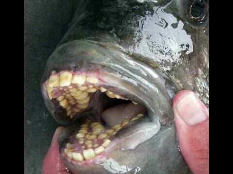 История рыбы с человеческими зубами получила свое продолжение