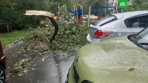 Около сотни деревьев повалил ветер в Москве