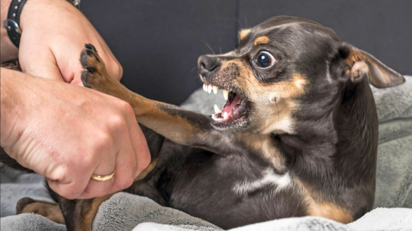 Почему щенячий бум во время пандемии привел к росту агрессии среди собак