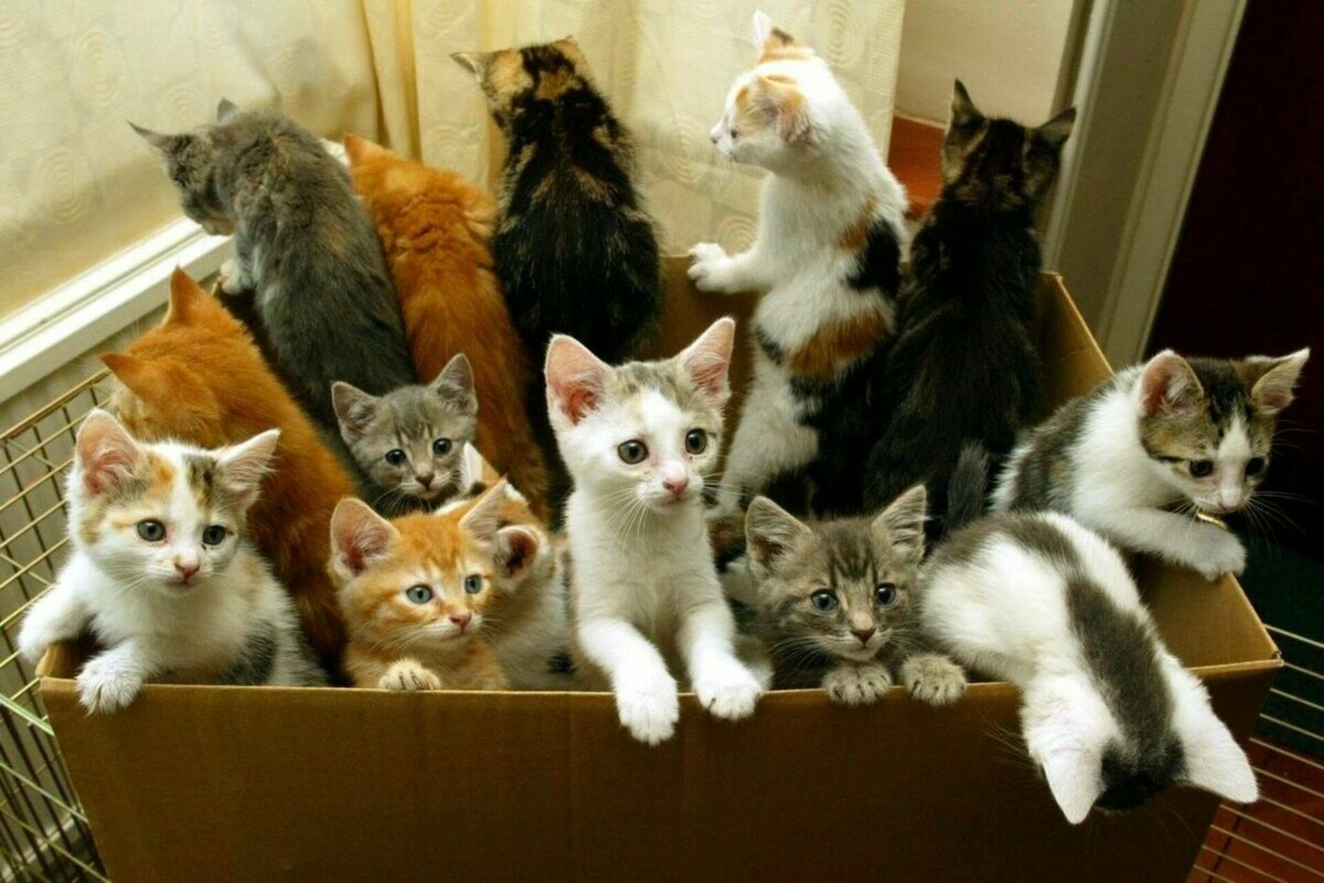 Хочу взять кошку. Много кошек. Разные кошки. Много котиков. Несколько кошек.