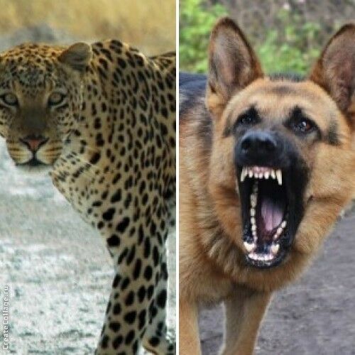 В Башкирии идентифицировали леопарда, напавшего на женщину:это была собака