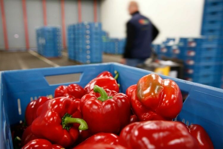 Россия усиливает контроль за поставками продуктов из Турции