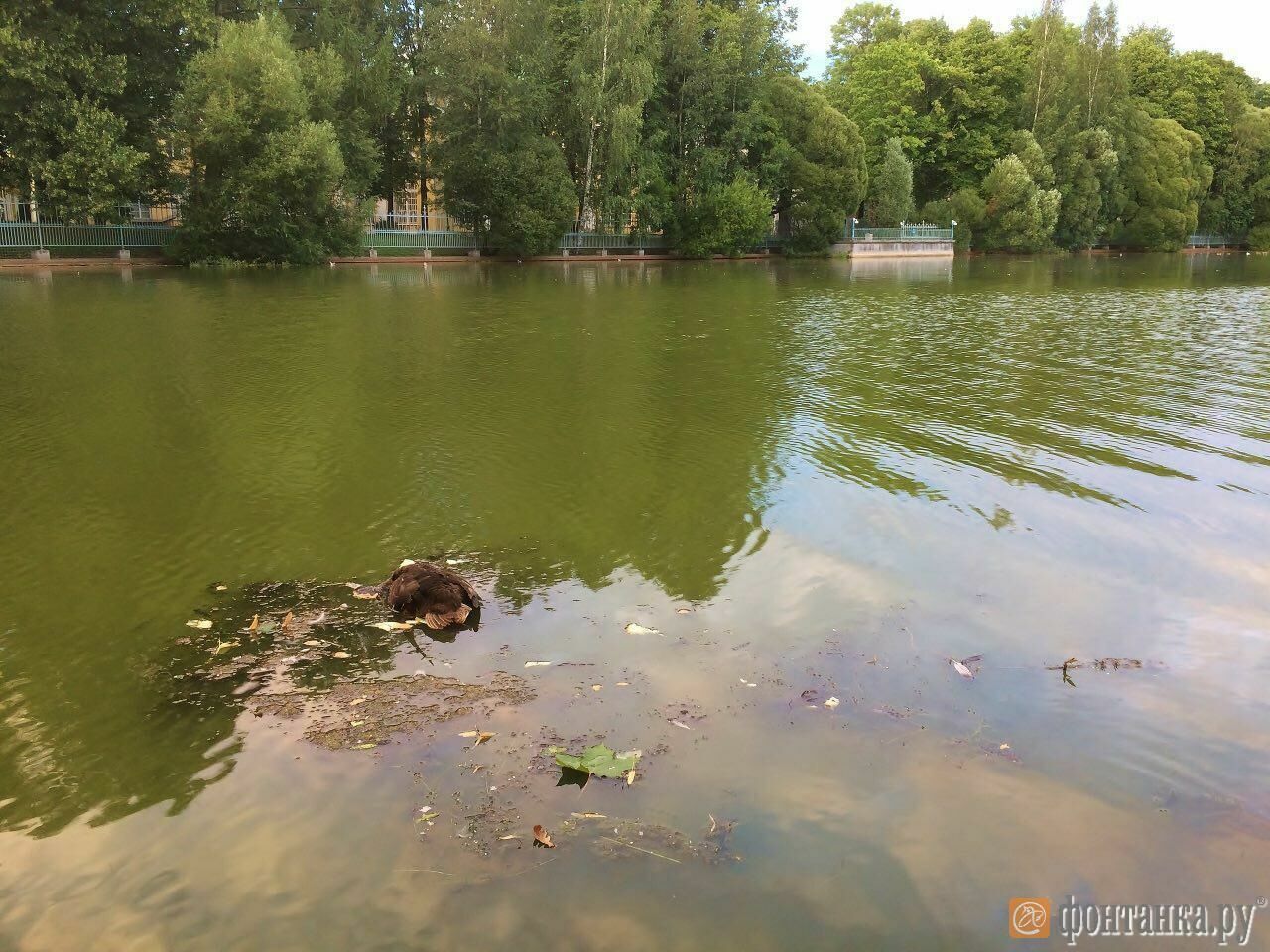 В Санкт-Петербурге вслед за Москвой начали массово умирать утки