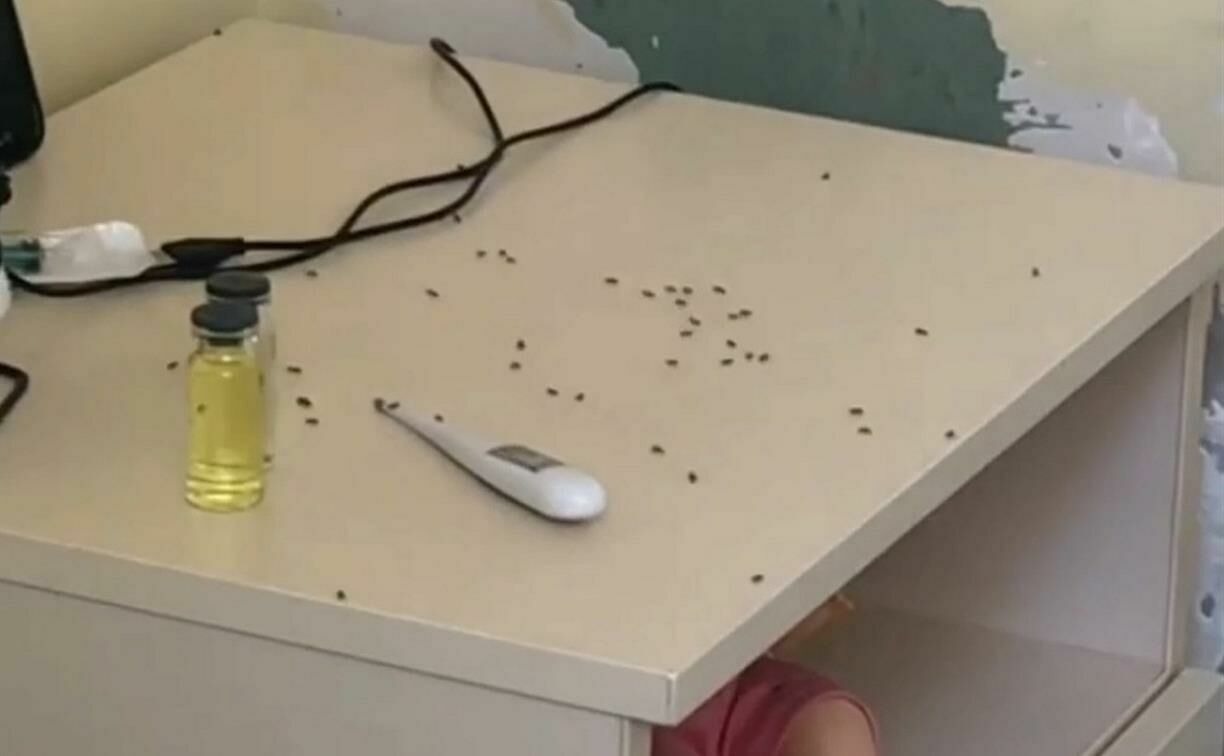 Тульский минздрав проверяет сообщения о нашествии муравьев в детской больнице