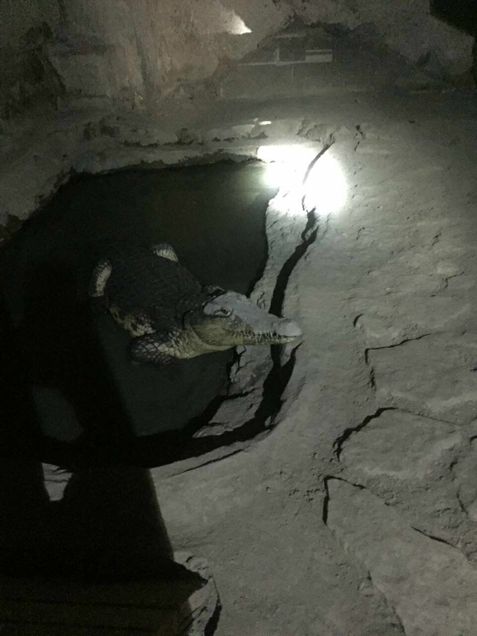 В подвале жилого дома в Санкт-Петербурге живой крокодил сторожил арсенал