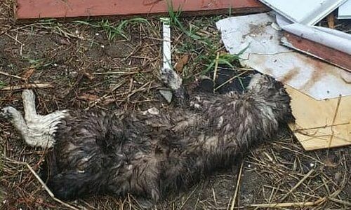 Живодеры не спят: в Благовещенске ночью убили 12 кошек-артистов